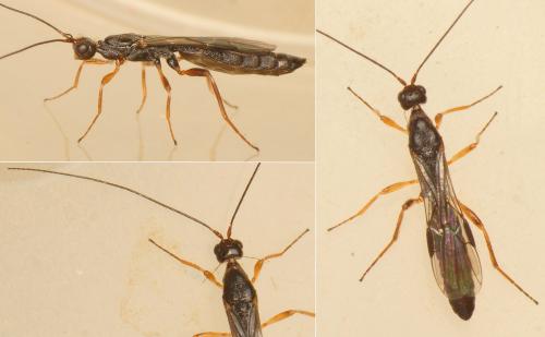 Polystenus rugosus